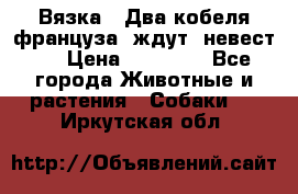  Вязка ! Два кобеля француза ,ждут  невест.. › Цена ­ 11 000 - Все города Животные и растения » Собаки   . Иркутская обл.